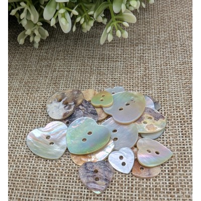 Boutons de nacre (Akoya) - Coquillage naturel